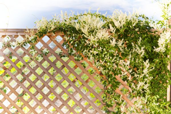 Lattice Replacement Service